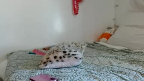 Snapshot of eveexxclusive chatting on 17, 10, 2025 eveexxclusive online show from 17, 10, 2025