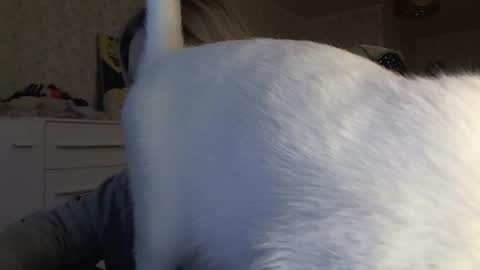 Arisha online show from 6, 11, 2025