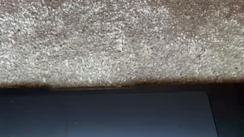 athena online show from 27, 2, 2026