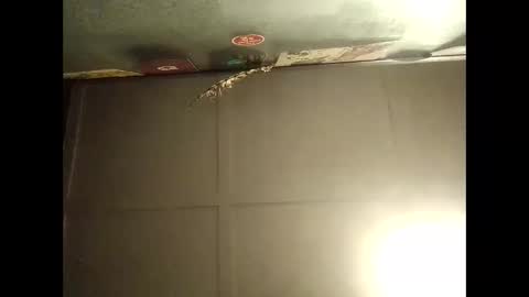 Warwick online show from 11, 10, 2025