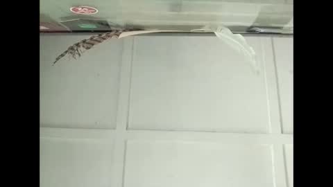 Warwick online show from 27, 10, 2025