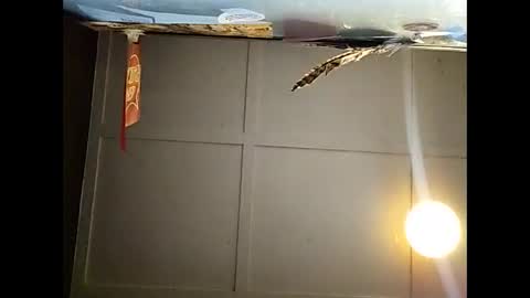 Warwick online show from 23, 11, 2025