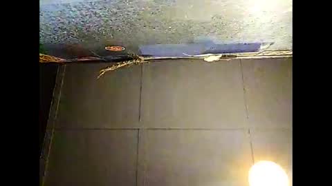 Warwick online show from 30, 11, 2025