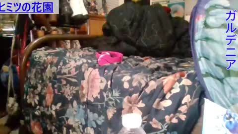 Snapshot of gardeniaspear chatting on 16, 12, 2024 Gardenia online show from 16, 12, 2024