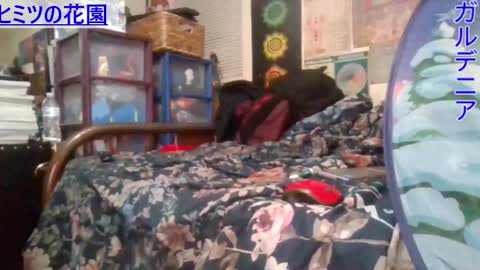 Snapshot of gardeniaspear chatting on 26, 2, 2025 Gardenia online show from 26, 2, 2025