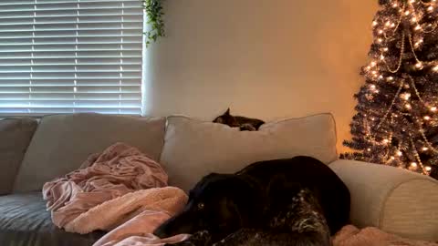 GoddessMayvn online show from 12, 12, 2024