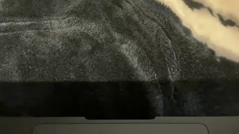 gumbywanna online show from 16, 11, 2025