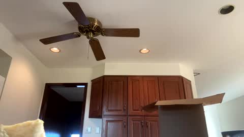 heatwavee online show from 4, 11, 2025