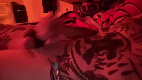 hogboneman online show from 9, 2, 2026