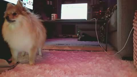 Snapshot of hotgirlbigbutt chatting on 17, 1, 2026 hotgirlbigbutt online show from 17, 1, 2026