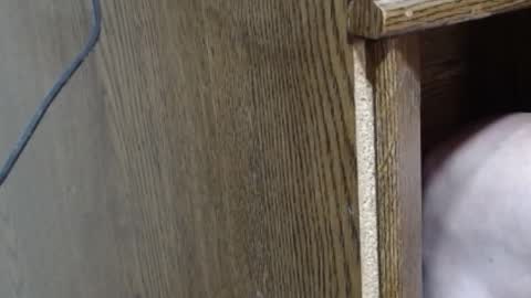 hungsofine online show from 16, 2, 2025