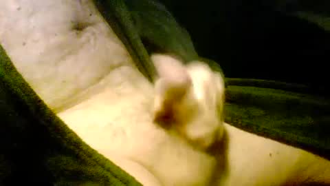 Iluvj2jizz4u online show from 7, 1, 2025