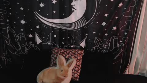    online show from 7, 1, 2025