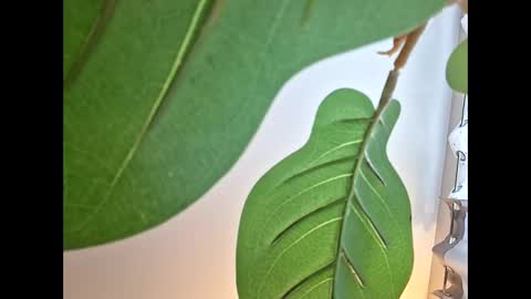 Snapshot of isabellacloverlove chatting on 23, 10, 2025 Isabella online show from 23, 10, 2025