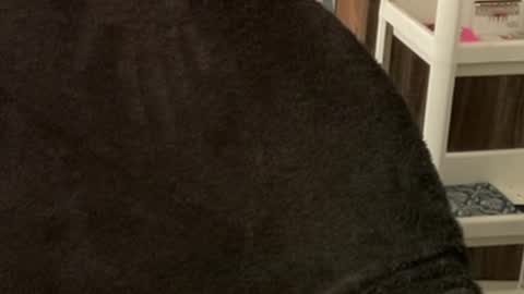 Raje online show from 22, 10, 2025