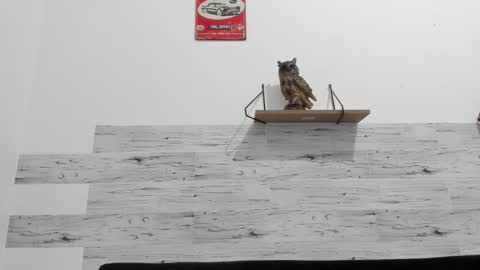 Snapshot of jaycreedd chatting on 10, 10, 2025 Jaycreedd online show from 10, 10, 2025