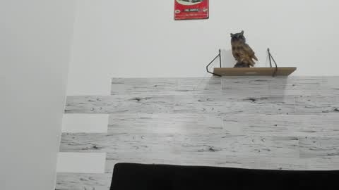 Snapshot of jaycreedd chatting on 7, 11, 2025 Jaycreedd online show from 7, 11, 2025