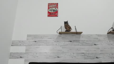 Snapshot of jaycreedd chatting on 12, 11, 2025 Jaycreedd online show from 12, 11, 2025