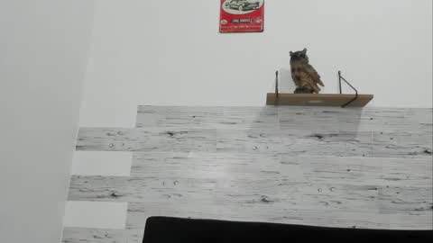 Snapshot of jaycreedd chatting on 20, 11, 2025 Jaycreedd online show from 20, 11, 2025