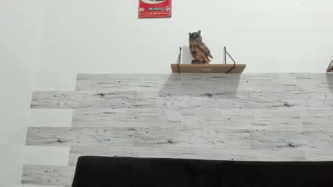 Snapshot of jaycreedd chatting on 14, 1, 2026 Jaycreedd online show from 14, 1, 2026