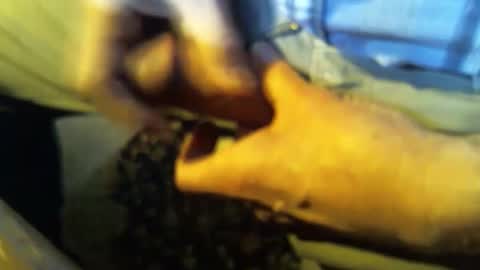 jt335577 online show from 27, 1, 2025