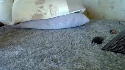 k5661 online show from 20, 12, 2025