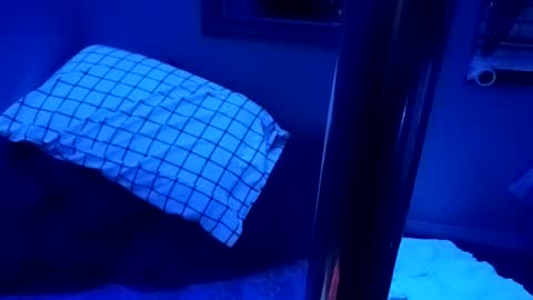 kikilovespartylights online show from 28, 3, 2026