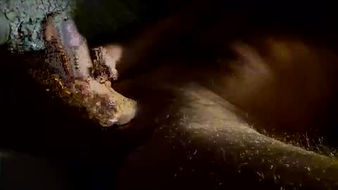 Kitkat loco online show from 4, 11, 2025