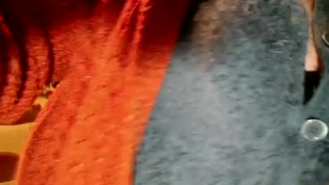 Snapshot of laureanne50 chatting on 13, 12, 2024 laureanne online show from 13, 12, 2024