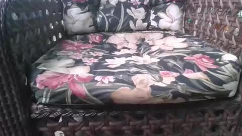 Snapshot of laylabrasil chatting on 15, 2, 2026 kelly online show from 15, 2, 2026