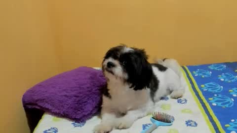 Lili online show from 7, 3, 2026