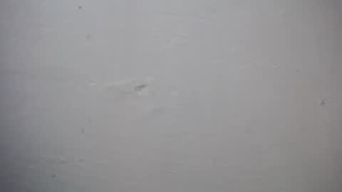 lisa_branch online show from 27, 11, 2025