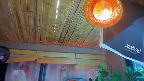 marcovitto online show from 18, 11, 2025