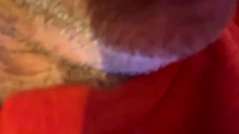 maverick7000 online show from 31, 10, 2025