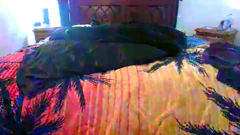 Snapshot of maximus_oreally chatting on 17, 2, 2026 Max online show from 17, 2, 2026