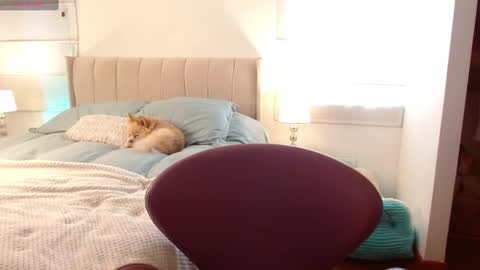 MEGAN online show from 2, 1, 2025