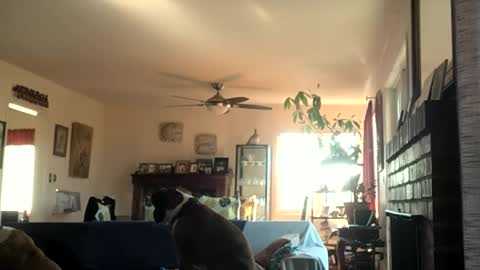 Snapshot of monkeedance chatting on 2, 12, 2024 Monkee Dance online show from 2, 12, 2024