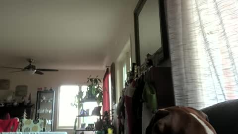 Snapshot of monkeedance chatting on 29, 12, 2024 Monkee Dance online show from 29, 12, 2024