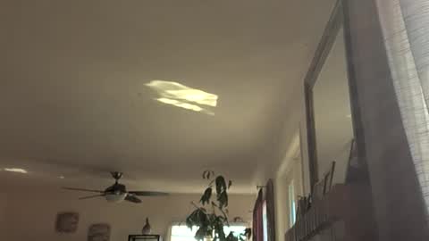 Snapshot of monkeedance chatting on 18, 11, 2025 Monkee Dance online show from 18, 11, 2025