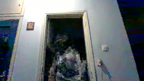 mppempis81 online show from 2, 2, 2026