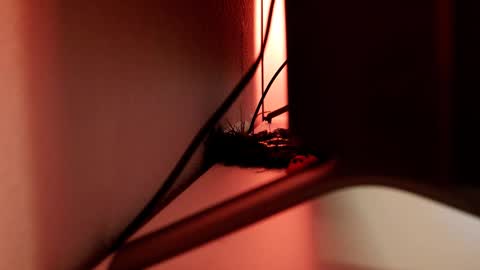 YOUR OWNER online show from 1, 3, 2025