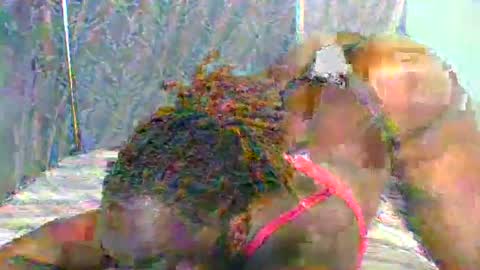 Naughty is my name online show from 11, 1, 2025