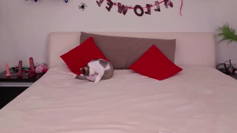 Belle online show from 3, 11, 2025