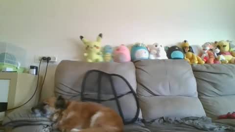 Brian and Logan Brogan online show from 18, 1, 2026