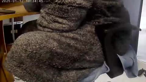 nineinchhard online show from 12, 1, 2025