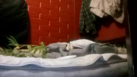 Snapshot of nocturnus1980 chatting on 23, 9, 2025 nocturnus1980 online show from 23, 9, 2025