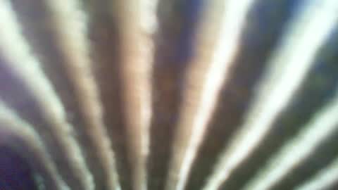 ontgrown online show from 6, 1, 2025