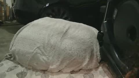 originalcali95 online show from 15, 12, 2025