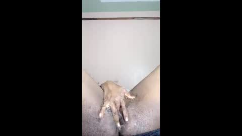 paulveshmah online show from 23, 3, 2026