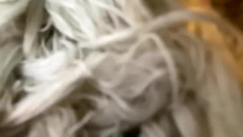 Snapshot of percocetpete45 chatting on 3, 12, 2024 Poonshiner online show from 3, 12, 2024